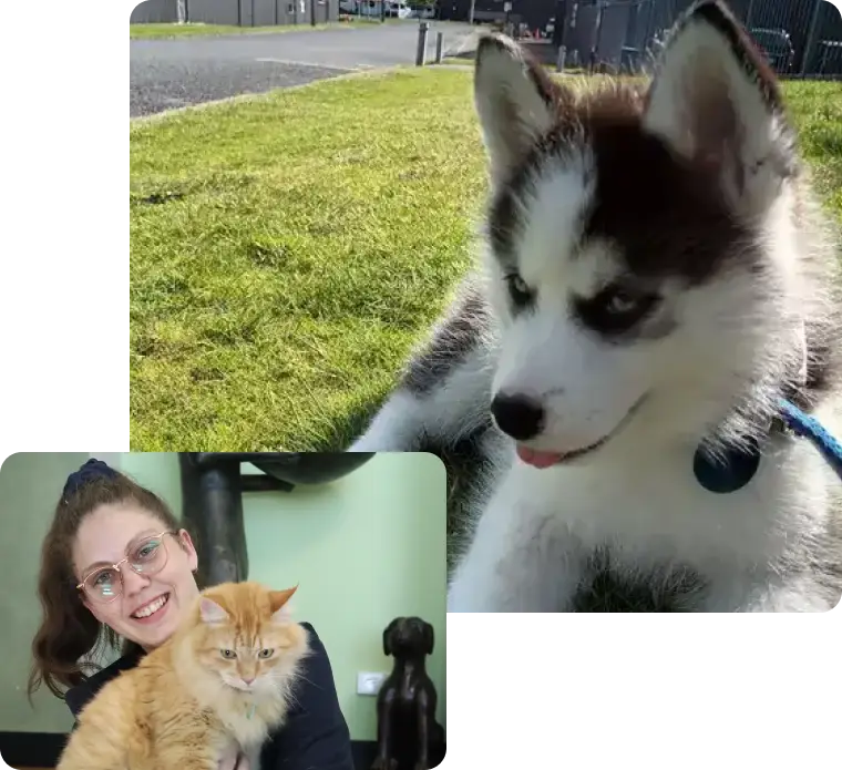 how pet's will be safe