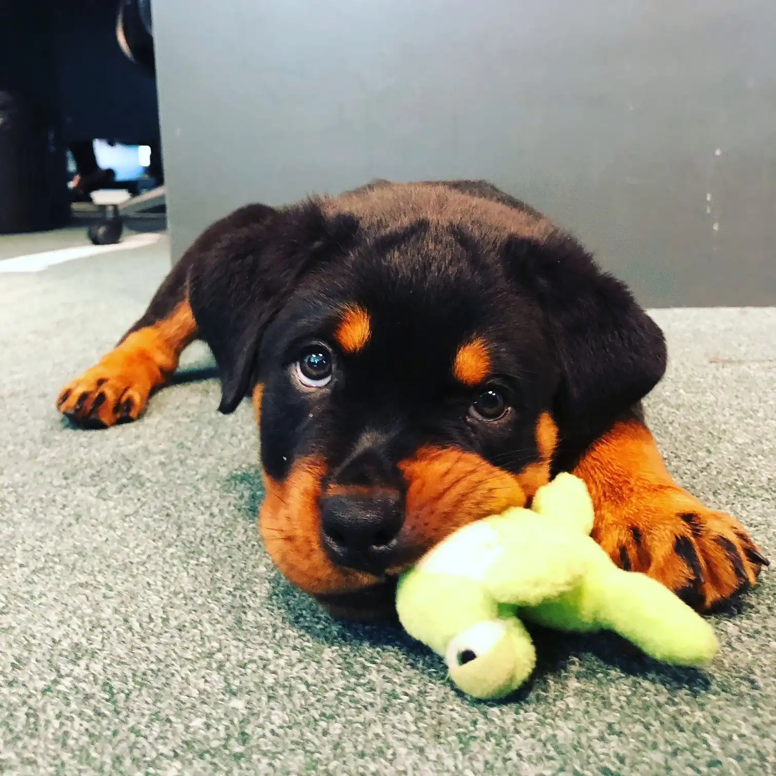 small-brown-puppy-with-toy