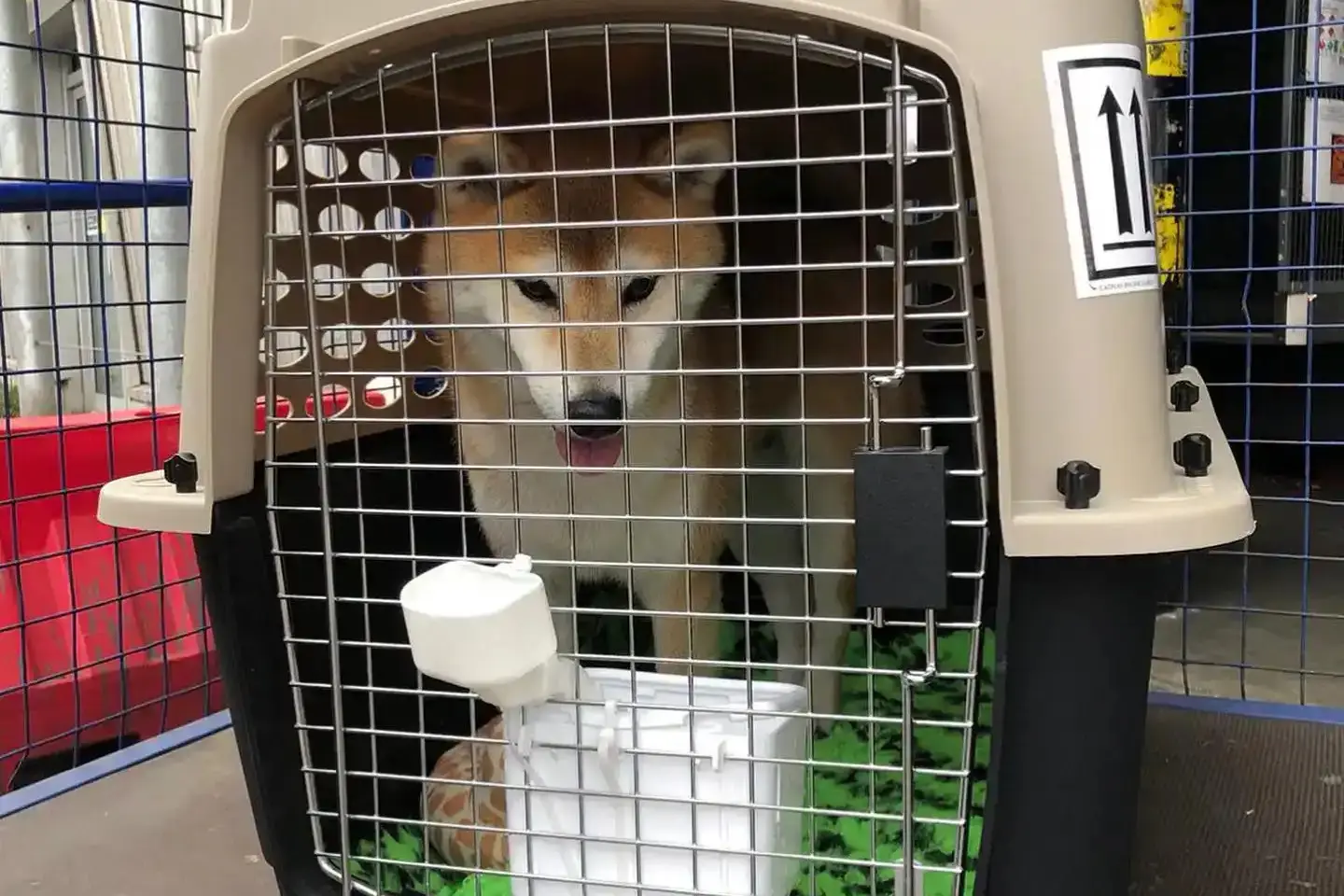 pets-abroad-shiba-in-crate