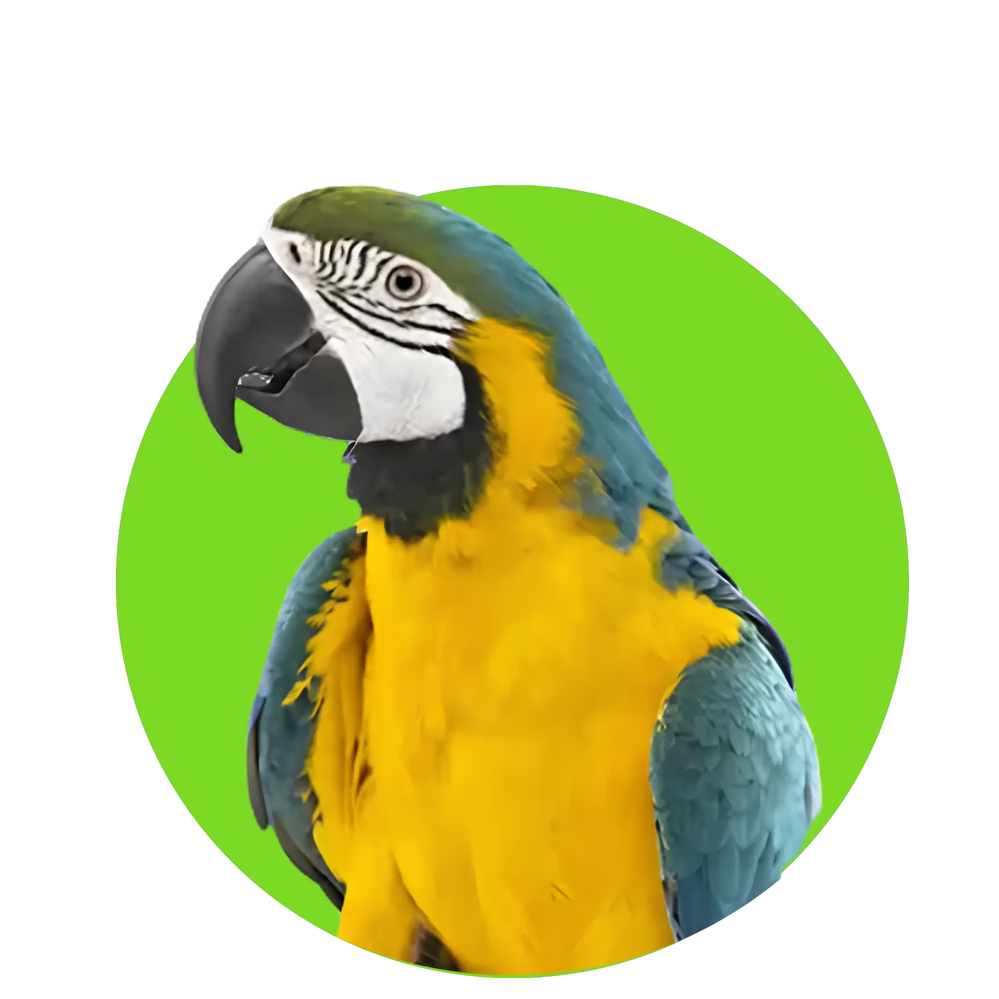 Fly-pets