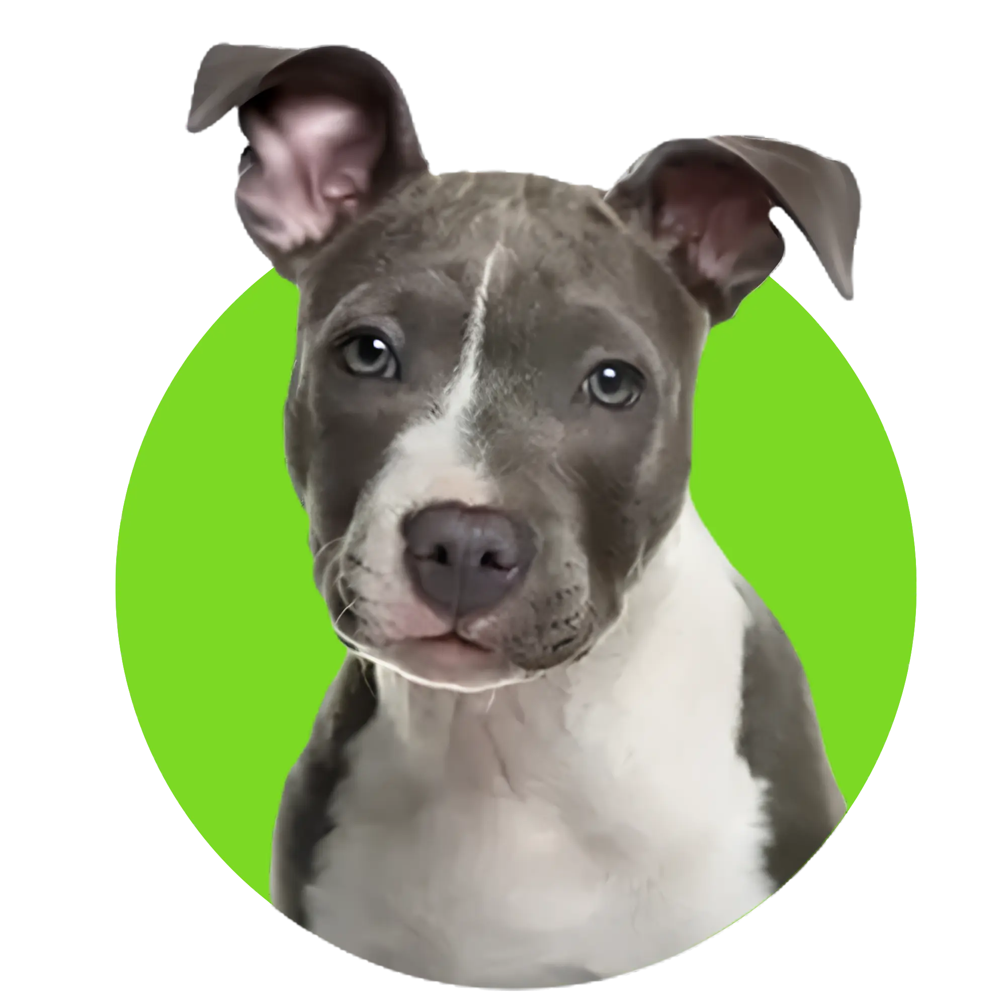 Pet-Crate